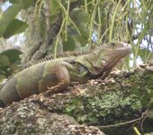 Iguanas - familia Iguanidae - Bioexploradores