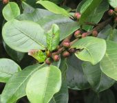 Higuerón / Lechudo / Ficus americana (Rosales, Moraceae) - Bioexploradores