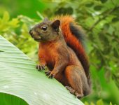 Sciurus granatensis Sciurus granatensis - Ardilla de cola roja