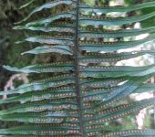 Pecluma sp. (Polypodiales, Polypodiaceae)