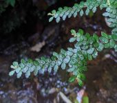 Pilea sp. (Rosales, Urticaceae)