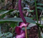 Anthurium sp. (Alismatales, Araceae)