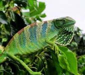 Falsos camaleones sudamericanos - familia Polychrotidae - Bioexploradores
