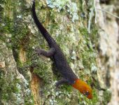 Gecos de pupilas redondas - familia Sphaerodactylidae - Bioexploradores