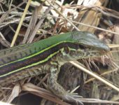 Lagartos lobito - familia Teiidae - Bioexploradores