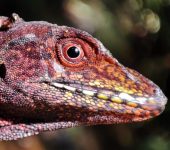 Anolis megalopithecus