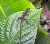 Anolis sp. (Squamata, Anolidae) - Luna Cruz - BIOCEUDEA