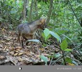 Zorro perro (Cerdocyon thous) - Carnivora, Canidae - BIOCEUDEA