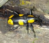 Heilipus spectator (Coleoptera, Curculionidae) - Bioexploradores