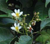 Cariseco (Billia rosea) - Sapindaceae