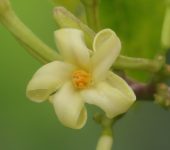Carica papaya - Papaya - familia Caricaceae
