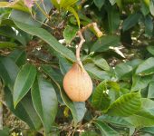 Billia rosea (Cariseco)