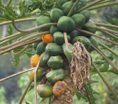 Carica papaya (Papaya) - familia Caricaceae