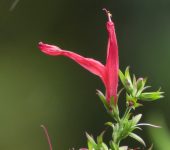 Dianthera secunda (Singamochila) - Acanthaceae - Bioexploradores