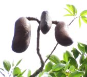 Hymenaea courbaril (Algarrobo) - familia Fabaceae - Bioexploradores