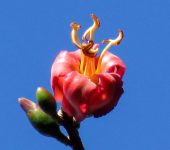 Spirotheca rosea (Ceiba de tierra fría) Malvales, Malvaceae
