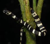 Dipsas sanctijoannis (Caracolera)