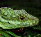 Anolis danieli, Williams 1988