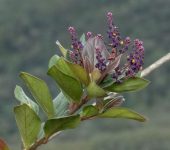 Monnina solandrifolia (Fabales, Polygalaceae) - Bioexploradores