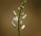Polygala paniculata - Sarpoleta (familia Polygalaceae)
