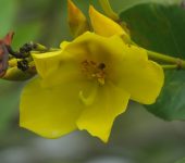 Godoya antioquiensis (Caunce) - familia Ochnaceae