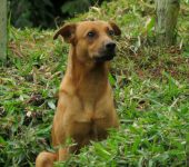 Perro doméstico (Canis familiaris) - familia Canidae