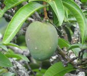 Mangifera indica (Mango) - Anacardiaceae