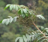 Manzanillo (Toxicodendron striatum) - Pedrohernández