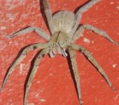 Araña bananera (Phoneutria depilata) - Ctenidae