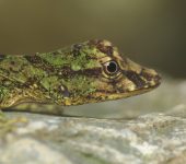 Anolis eulaemus (Reptilia, Squamata, Anolidae)