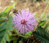 Mimosa pudica (Dormidera). Fotografía: Sebastián Berrío