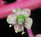 Jaboncillos - familia Phytolaccaceae - Bioexploradores