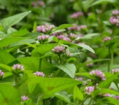 Acederas y barbascos - familia Polygonaceae - Bioexploradores