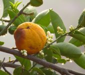 Cítricos - familia Rutaceae - Bioexploradores