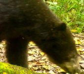 Tremarctos ornatus - Oso andino, Oso de anteojos