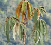 Sciodaphyllum sp. (Apiales, Araliaceae) - Fotografía: Sebastián Berrío