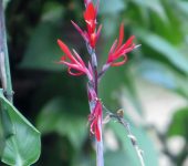 Achiras - familia Cannaceae - Bioexploradores