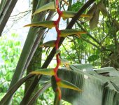 Heliconias - familia Heliconiaceae - Bioexploradores