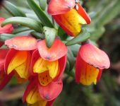 Bomarea linifolia (Liliales, Alstroemeriaceae) - Cortapicos