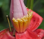 Musa velutina (Zingiberales, Musaceae) - Platanillo, plátano rosa