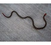 Coral rabo de ají - Micrurus mipartitus