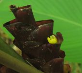 Bijaos - familia Marantaceae - Bioexploradores