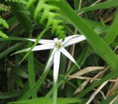 Estrellitas - familia Cyperaceae - Bioexploradores