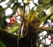 Bromelias, Cardos, Familia Bromeliaceae. Bioexploradores