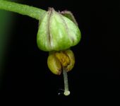 Solanum anceps Solanum anceps (Solanalees, Solanaceae) - Bioexploradores