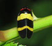 Sphenorhina nigricephala (Hemiptera, Cercopidae) - Bioexploradores