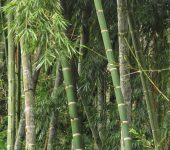 Pastos y bambúes - familia Poaceae - Bioexploradores