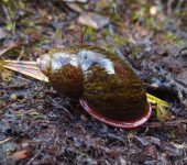 Stylommatophora, Amphibulimidae - Bioexploradores