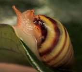Caracoles terrestres - familia Bulimulidae - Bioexploradores