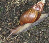 Gastropoda, Stylommatophora, Achatinidae - Lissachatina fulica - Caracol gigante africano